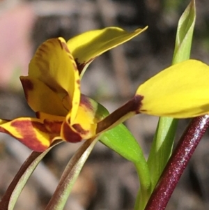 Diuris nigromontana at Point 5815 - suppressed