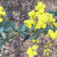 Acacia cultriformis at Bruce, ACT - 23 Sep 2021