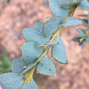 Acacia cultriformis at Bruce, ACT - 23 Sep 2021