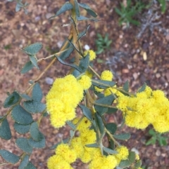 Acacia cultriformis at Bruce, ACT - 23 Sep 2021