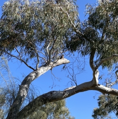 Callocephalon fimbriatum (Gang-gang Cockatoo) at Mount Majura - 23 Sep 2021 by KathyandJohn