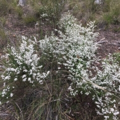 Olearia microphylla (Olearia) at Downer, ACT - 23 Sep 2021 by NedJohnston