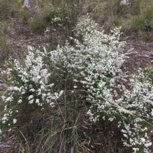 Olearia microphylla at Downer, ACT - 23 Sep 2021 09:05 AM