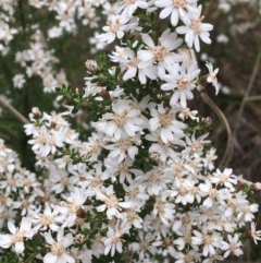 Olearia microphylla at Downer, ACT - 23 Sep 2021 09:05 AM