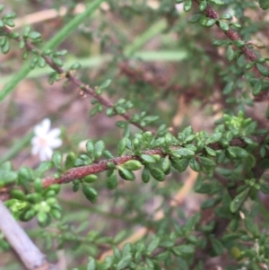 Olearia microphylla at Downer, ACT - 23 Sep 2021 09:05 AM