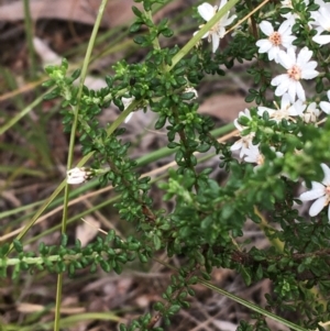 Olearia microphylla at Downer, ACT - 23 Sep 2021 09:05 AM