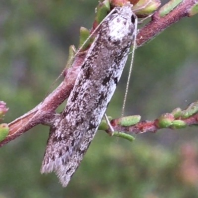 Philobota stella (A concealer moth) at Downer, ACT - 22 Sep 2021 by Ned_Johnston