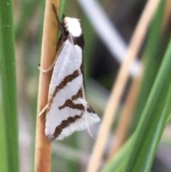 Ocystola paulinella (A Concealer Moth) at Downer, ACT - 22 Sep 2021 by Ned_Johnston