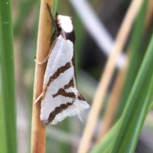 Ocystola paulinella at Downer, ACT - 23 Sep 2021