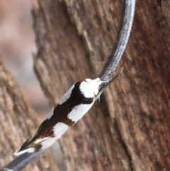 Ocystola paulinella at Downer, ACT - 23 Sep 2021