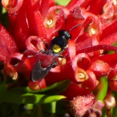 Hylaeinae (subfamily) (Masked bee, Hylaeine bee) at Braemar, NSW - 25 Sep 2021 by Curiosity