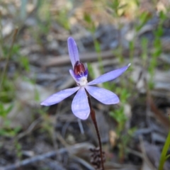 Cyanicula caerulea (Blue Fingers, Blue Fairies) at Kambah, ACT - 23 Sep 2021 by MatthewFrawley