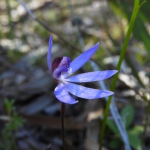 Cyanicula caerulea at Kambah, ACT - 23 Sep 2021