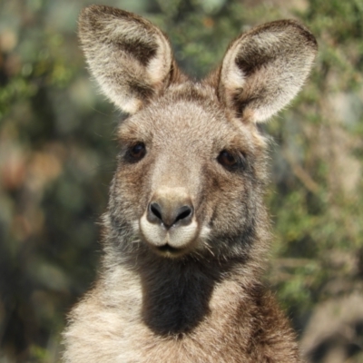 Macropus giganteus (Eastern Grey Kangaroo) at Mount Taylor - 23 Sep 2021 by MatthewFrawley