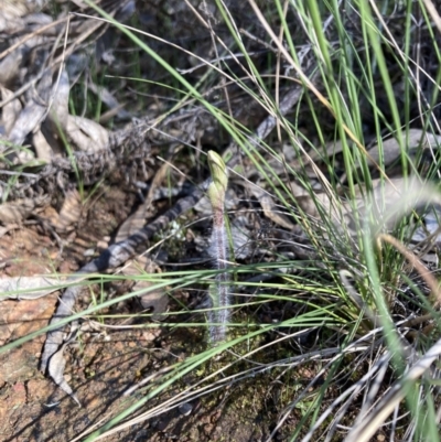 Caladenia actensis (Canberra Spider Orchid) at Hackett, ACT - 25 Sep 2021 by MattM