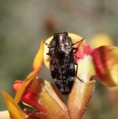 Diphucrania acuducta (Acuducta jewel beetle) at Holt, ACT - 25 Sep 2021 by CathB