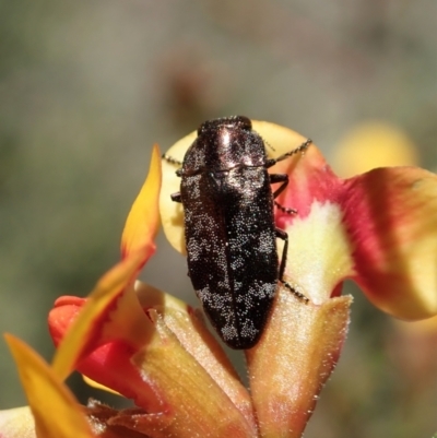 Diphucrania acuducta (Acuducta jewel beetle) at Holt, ACT - 25 Sep 2021 by CathB