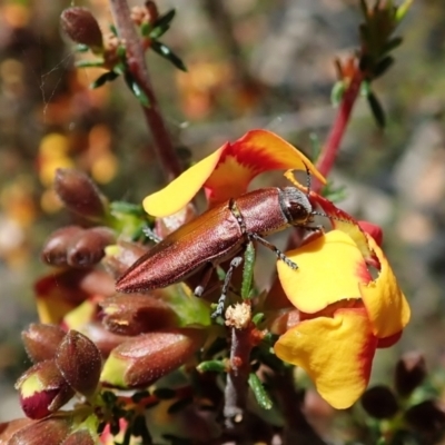 Melobasis propinqua (Propinqua jewel beetle) at Molonglo Valley, ACT - 25 Sep 2021 by CathB