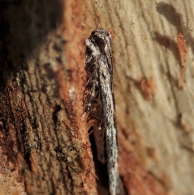 Ardozyga undescribed species nr amblopis (A Gelechioid moth) at Cook, ACT - 23 Sep 2021 by CathB