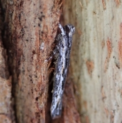 Ardozyga undescribed species nr amblopis at Cook, ACT - 23 Sep 2021