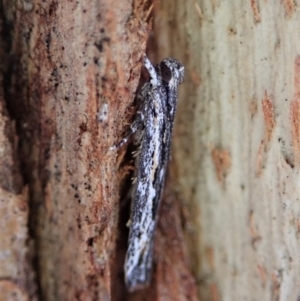 Ardozyga undescribed species nr amblopis at Cook, ACT - 23 Sep 2021