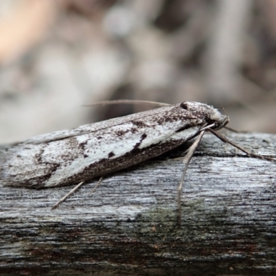 Philobota stella (A concealer moth) at Cook, ACT - 20 Sep 2021 by CathB