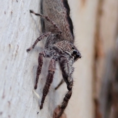 Sandalodes superbus (Ludicra Jumping Spider) at Aranda Bushland - 23 Sep 2021 by CathB