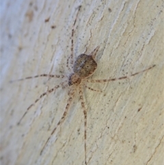 Tamopsis sp. (genus) (Two-tailed spider) at Holt, ACT - 23 Sep 2021 by CathB