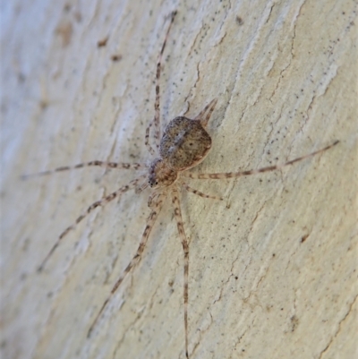 Tamopsis sp. (genus) (Two-tailed spider) at Holt, ACT - 23 Sep 2021 by CathB