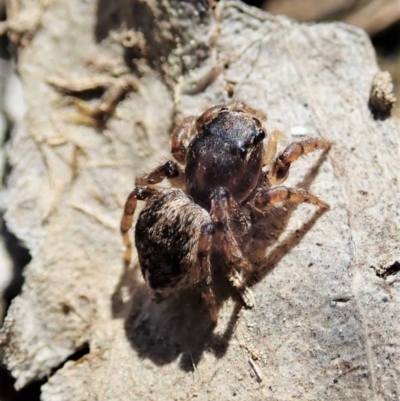 Maratus sp. (genus) by CathB