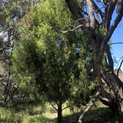 Exocarpos cupressiformis (Cherry Ballart) at Farrer Ridge - 26 Sep 2021 by jksmits