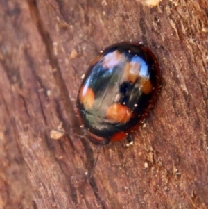 Paropsisterna beata at Hughes, ACT - 25 Sep 2021 01:12 PM