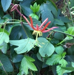 Passiflora cinnabarina (Red Passionflower) at Acton, ACT - 26 Sep 2021 by RWPurdie