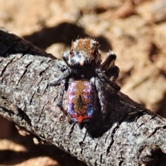 Maratus calcitrans (Kicking peacock spider) at Aranda Bushland - 25 Sep 2021 by CathB