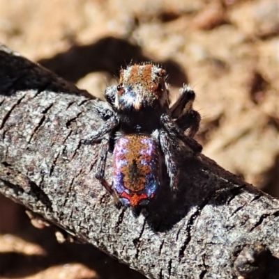 Maratus calcitrans (Kicking peacock spider) at Holt, ACT - 25 Sep 2021 by CathB