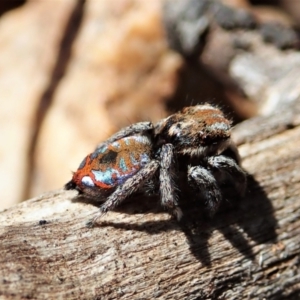 Maratus calcitrans at Holt, ACT - 25 Sep 2021