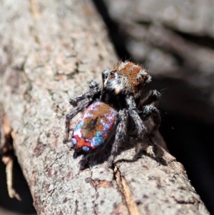 Maratus calcitrans at Holt, ACT - 25 Sep 2021