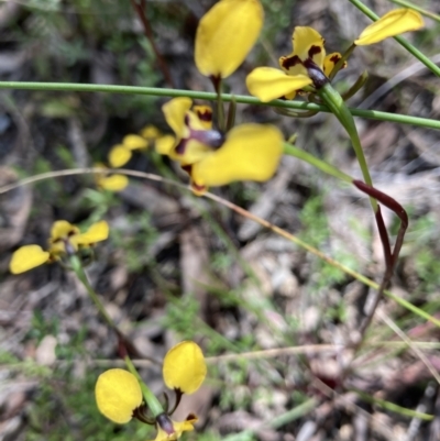 Diuris pardina (Leopard Doubletail) at Gungaderra Grasslands - 26 Sep 2021 by Jenny54