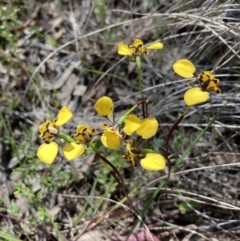 Diuris pardina at Crace, ACT - 26 Sep 2021