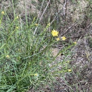 Xerochrysum viscosum at Crace, ACT - 26 Sep 2021 11:21 AM