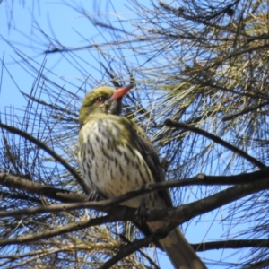 Oriolus sagittatus at Kambah, ACT - 26 Sep 2021 11:08 AM