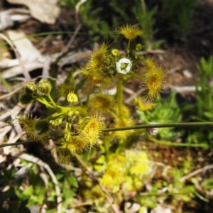 Drosera gunniana at Kambah, ACT - 26 Sep 2021 11:01 AM