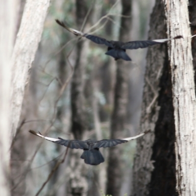 Corcorax melanorhamphos (White-winged Chough) at Chiltern, VIC - 25 Sep 2021 by Kyliegw