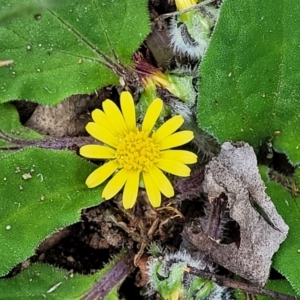 Cymbonotus sp. (preissianus or lawsonianus) at Holt, ACT - 26 Sep 2021