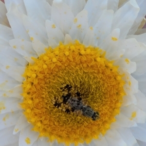 Tephritidae sp. (family) at Holt, ACT - 26 Sep 2021