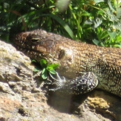 Egernia cunninghami (Cunningham's Skink) at Umbagong District Park - 25 Sep 2021 by Christine