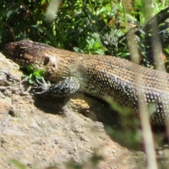 Egernia cunninghami at Latham, ACT - 26 Sep 2021 09:06 AM