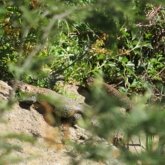 Egernia cunninghami at Latham, ACT - 26 Sep 2021 09:06 AM