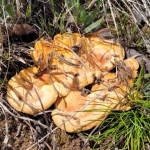 Trametes coccinea at Holt, ACT - 26 Sep 2021 12:05 PM