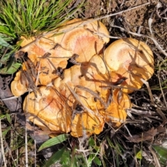 Trametes coccinea at Holt, ACT - 26 Sep 2021 12:05 PM